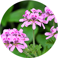 ローズゼラニウム