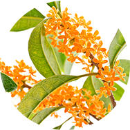 フランキンセンス